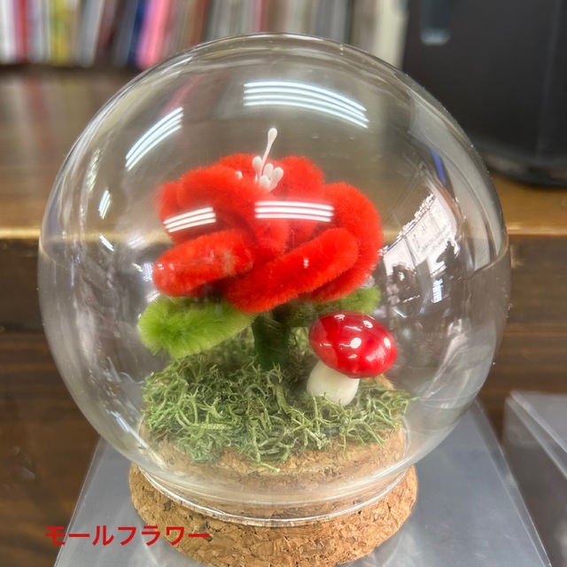 ﾓｰﾙ　ﾄﾞｰﾑ3の画像